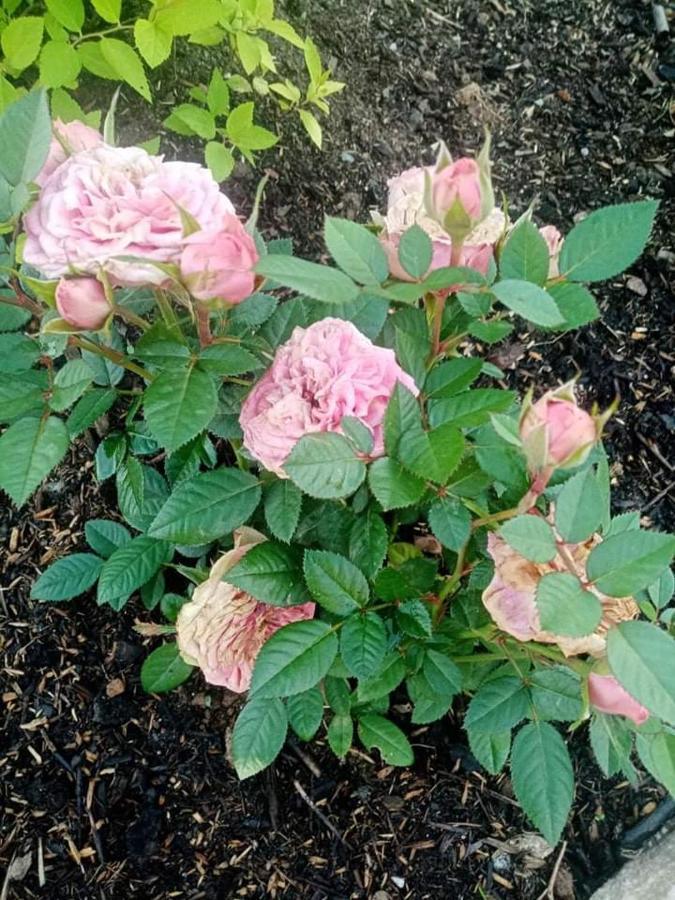 Gite Ferme La Rosee Blanche Laveline Exterior foto